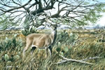 Bush Master - Whitetail Deer Art Print by Les McDonald, Jr.